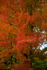 Orange red autumn trees