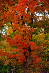 Orange red autumn trees