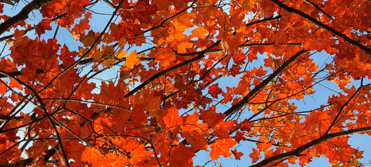 Red leaves and blue sky