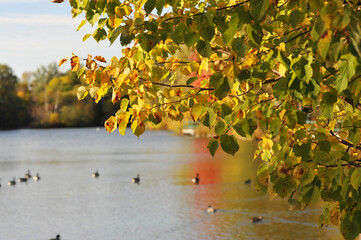 Yellow autumn tree at the lake