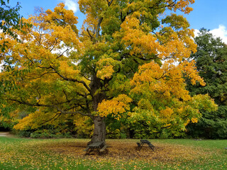 Old oak tree with green yellow leaves (1)