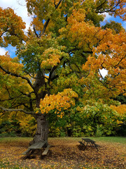 Old oak tree with green yellow leaves (2)