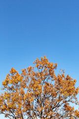 秋の公園の枯葉	