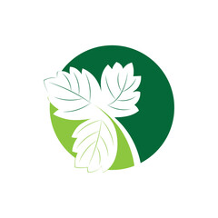 Parsley leaf icon vector