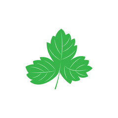 Parsley leaf icon vector