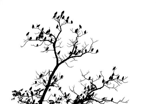 Silhouette of tree with birds