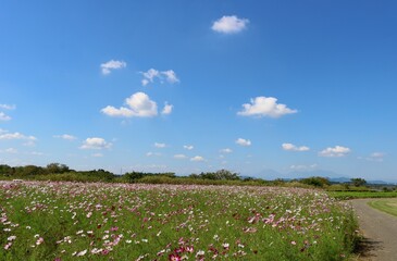 コスモスの花咲く　河川敷公園