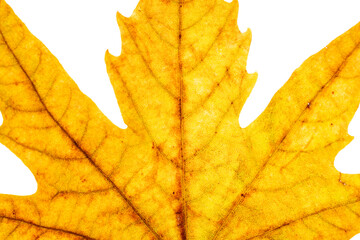 autumn yellow leaves close up background