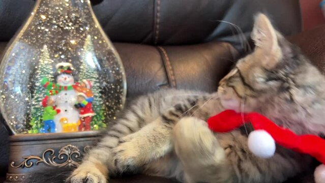 A small striped kitten looks into a snow globe in the form of a lamp falling snow Snowman and children the cat looks waving his paw and then gets up to take a better look Christmas and New Year