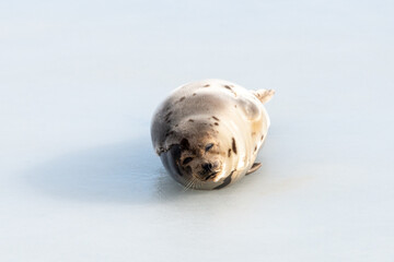 Obraz na płótnie Canvas A small wild harbour harp seal pup laying on cold frozen ice in the North Atlantic Ocean. It is stretching its neck and flippers outward. The seal's thick fur coat is beige with dark brown spots. 