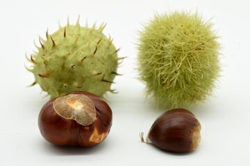 Diferencia entre castaña no comestible, fruto de los castaños de indias Aesculus hippocastanum, y castaña comestible, fruto del Castaño sativa
