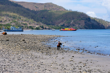 A boy riding a brown horse, sitting and watching over a beautiful ocean view and a red and yellow passenger ferry boat on the remote tropical Atauro Island in Timor Leste, Southeast Asia