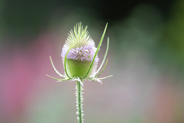 The head of a teasel flower with a ring of tiny pink flowers around the top of the flower. The seed head is oval shaped with leaf-like bracts at the base of the long stem. The background is blurred. 