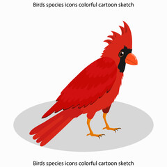 Birds species icons colorful cartoon sketch