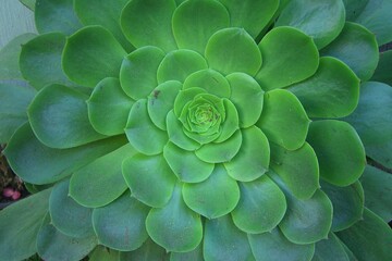 Suculent closeup, green cactus