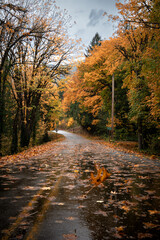 Autumn leaf falling onto a road lined with the trees of the Olympic Forest, bearing colorful fall leaves, on a cloudy, rainy day