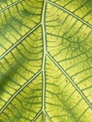 teak leaf texture