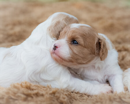 Cavalier King Charles Spaniel puppy love