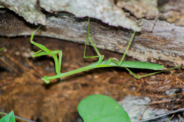mantis 1