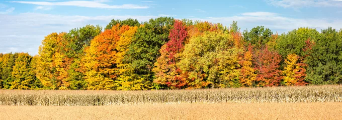 Poster Wisconsin corn, soybeans and colorful autamn trees in October © mtatman