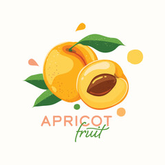 fresh apricots fruit vector illustration