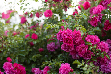 Beautiful bush of a pink climbing rose in bloom on a sunny sky background.