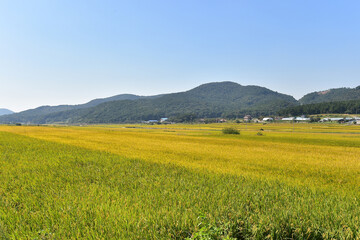 Landscape of autumn rice paddy in Korea