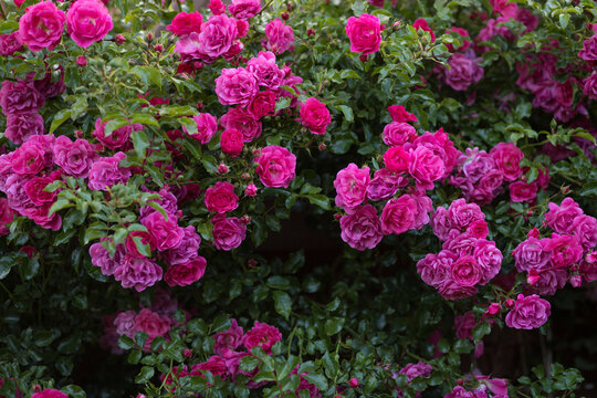 View of the bautiful bush of a pink climbing roses in bloom. 
Perfect photo wallpaper or background.