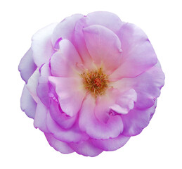 Purple  rosehip  flower  on white isolated background with clipping path. Closeup..  Nature.