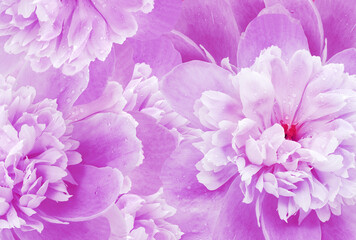 Obraz premium Purple peony flowers and petals peonies Floral background. Close-up. Nature.
