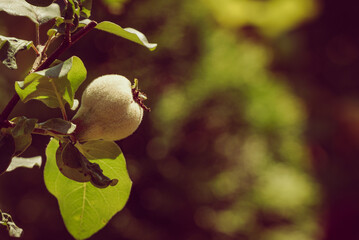 Green quince fruit on tree in garden.