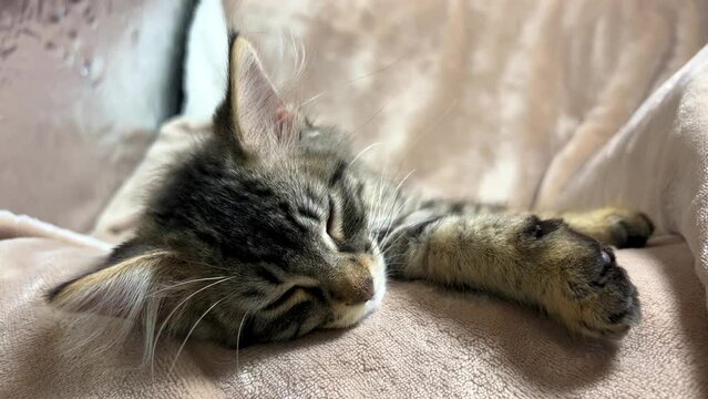 A small gray tabby kitten sleeps quietly on a blanket It has big ears and paws a small face and looks like a tiger cub Beige gold plaid He does not move, the camera slowly floats near him.