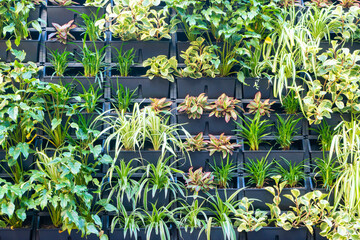 View of green wall with many plants growing in a vertical garden