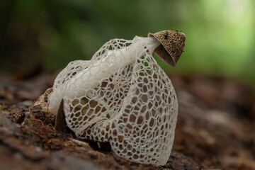 Mushrooms From Borneo Forest