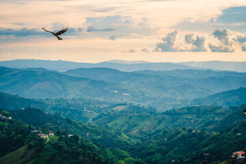 eagle fly above mountains andes Colombian pass amazzonia pure wilderness unpolluted nature  - obrazy, fototapety, plakaty