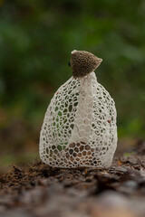 Mushrooms From Borneo Forest