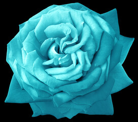Turquoise  rose flower  on black  isolated background with clipping path. Closeup. For design. Nature.