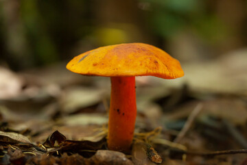 Mushrooms From Borneo Forest