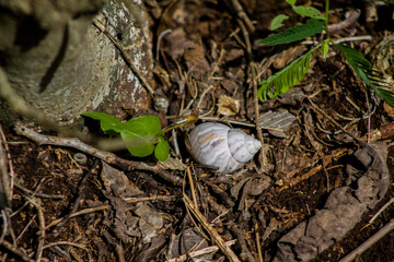 concha de caracol