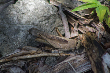 Saltamontes