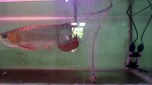 Scleropages formosus. observe super red arowana type freshwater ornamental fish in a glass aquarium.