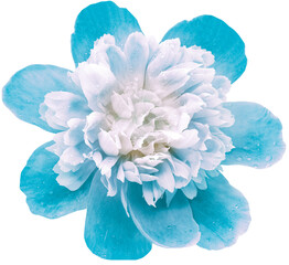 Blue peony flower  on white isolated background with clipping path. Closeup. For design. Nature.