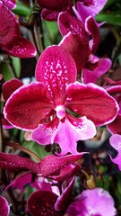 Close Up Red Purple Cymbidium Orchid Flowers blooming in the garden