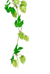 Naklejka premium composition of hops isolated on a white background