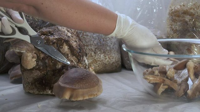 Shiitake Lentinula Edodes mushrooms. home farming cultivation growing Shii Take, mushroom cutting harvest.