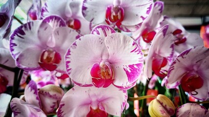 Close Up White Pink Dendrobium Orchid Flower wirh Beautiful Petal