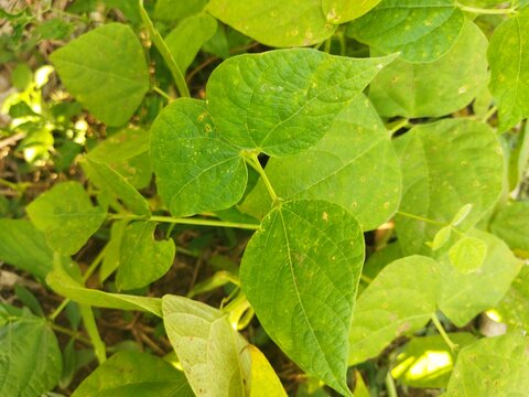 close up of a plant