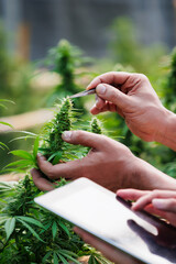 Close up on hand of scientists and farmer researching together and using tablet to collect data in Cannabis farm. Cannabis Cultivation and Hemp Oil Research concept. Medical marijuana plantation.