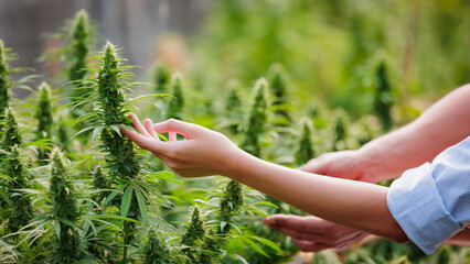Close up on hand of scientists and farmer researching and checking cannabis plant together in...