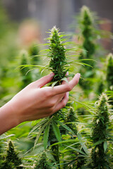 Close up on hand of scientists holding and checking cannabis plant in Cannabis farm. Cannabis...